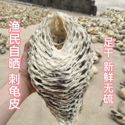 天然大刺皮刺豚鱼皮干刺龟鱼皮正宗海胆皮海刺煲汤干货滋补养胃