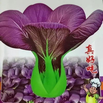 超耐热紫罗兰紫油菜紫色上海青紫妃苏州青小青菜阳台盆栽蔬菜新鲜