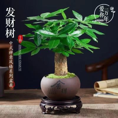 2.31发财树1颗约26CM附5.31，晒圖饭2，荭包抵1暗号：好运连连2https://p.pinduoduo.com/ojGMTI6x