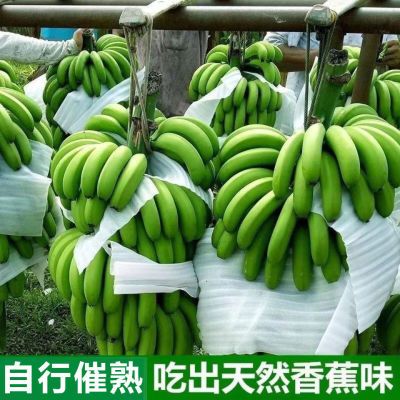 云南本地香蕉高州遁地蕾香蕉新鲜水果批发整箱无催熟青皮香蕉现摘