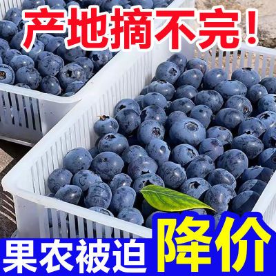【顺丰/JD包邮】新鲜高山蓝莓鲜果现摘当季孕妇宝宝应季水果送