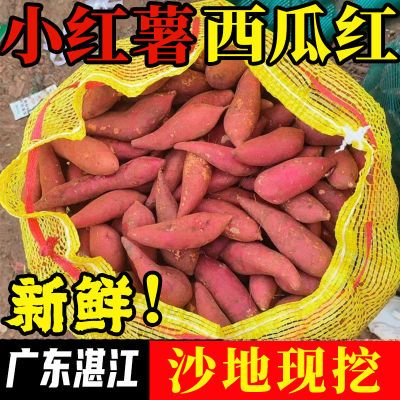 新鲜现挖现发正宗广东湛江西瓜红红薯沙地地瓜迷你薯手指薯便宜