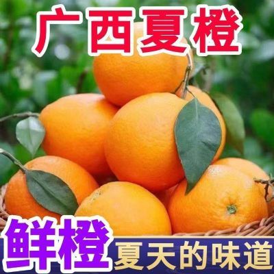 正宗桂林夏橙当季现摘橙子水果新鲜薄皮整箱手剥夏橙榨汁产地直发