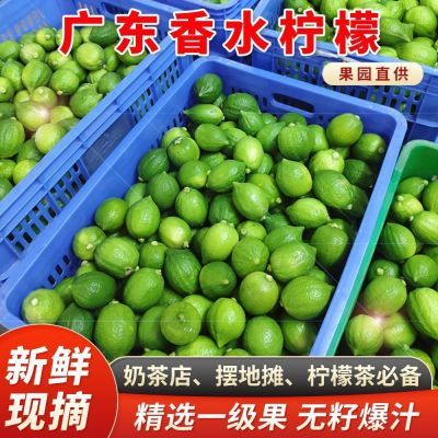 正宗广东香水柠檬无籽爆青皮奶茶店专用批发商用手打