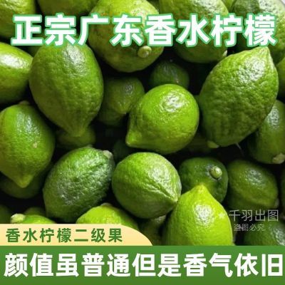 【二级鲜果】批发5斤9斤广东香水柠檬柠檬茶奶茶饮品店专用无籽