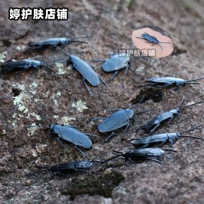 万圣节配件 塑料仿真蟑郎 愚人节恶搞