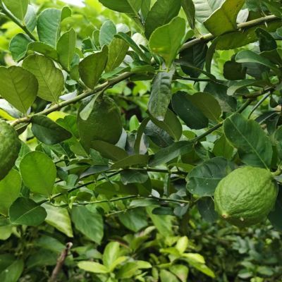 正宗广东香水柠檬-无籽-奶茶店专用