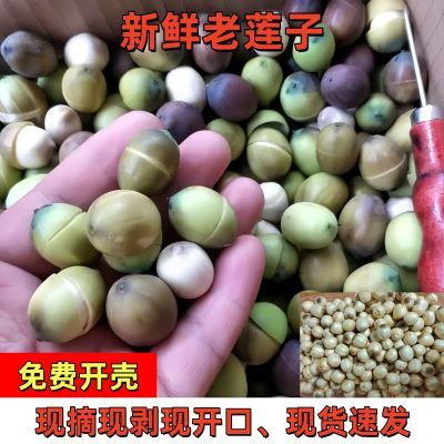 【顺丰包邮】新鲜成熟老莲子米褐色带壳带芯莲子米当天现摘现剥优惠商品图片
