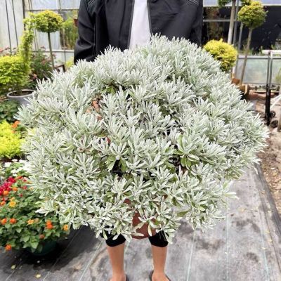 闽南蒲玲花芙蓉菊雪艾盆栽净化空气庭院绿植闽南蒲滢芙蓉吉祥花