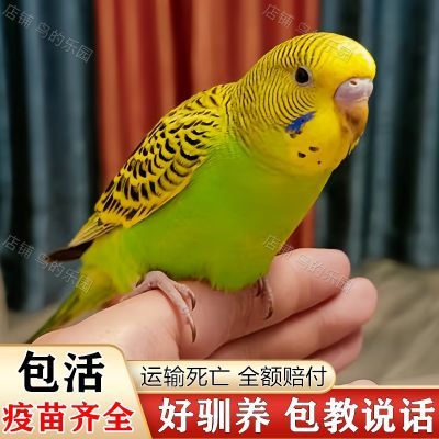 虎皮鹦鹉活鸟高智商活体宠物小鸟一公一母纯手养亲人可繁殖非玄凤