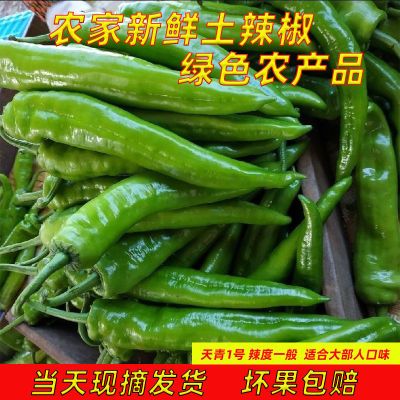 辣椒新鲜现摘尖椒农家新鲜蔬菜新鲜辣椒青辣椒辣椒新鲜辣椒新鲜