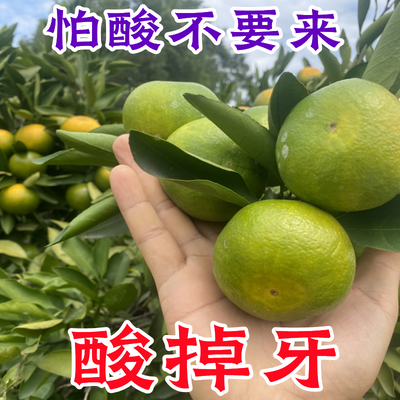 【酸爽多汁】薄皮无籽蜜桔新鲜青皮橘子清香桔子孕妇酸甜时令水果