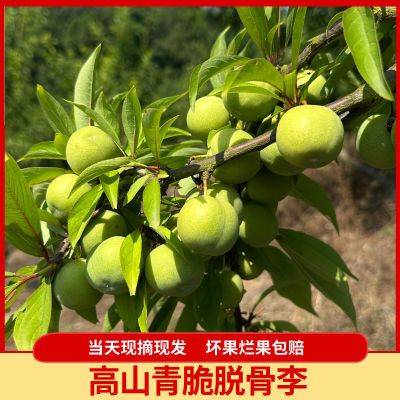 青脆正宗李子重庆梁平脆甜空心半边脱骨新鲜水果孕妇当季整箱