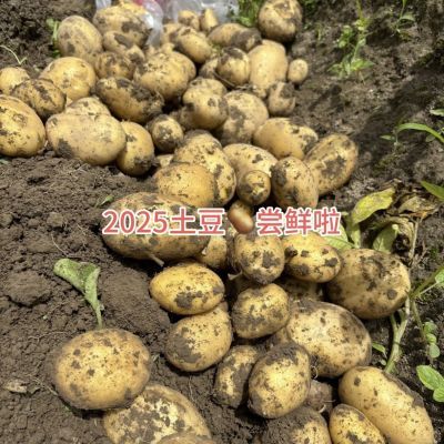 2025正宗贵州黄皮黄心土豆新鲜洋芋马铃薯商用炸薯条薯片狼牙土豆