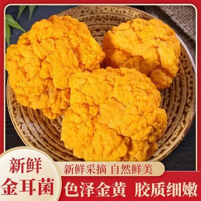 云南新鲜金耳菌黄木耳顺丰包邮可刺身食用的高端食材可批发