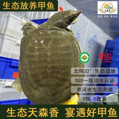 天森香淮河外塘原生态野养野外放养有机白油甲鱼白甲鱼生态鱼王八