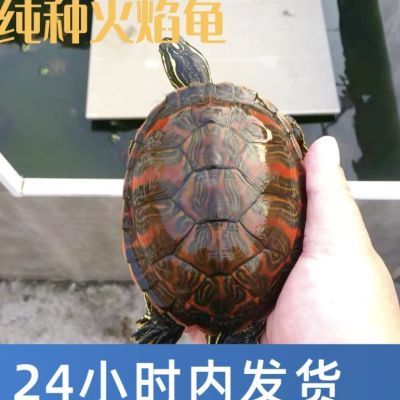 火焰龟100%冷水深水红腹招财镇宅观赏家养活物宠物纯种乌龟