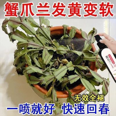 【爆花王】蟹爪兰专用营养液防干瘪黄叶催开花延长花期壮根促苗肥