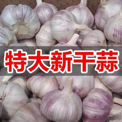 【新干蒜】5斤大蒜头干大蒜大蒜蒜头紫白皮大蒜新大蒜干蒜头3斤