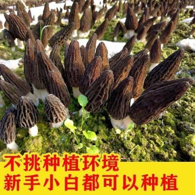 【野生鲜嫩羊肚菌】种植绿胎菌种食用菌蘑菇种植包室内阳台盆景