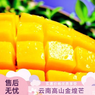 【正宗云南金煌芒】CZ4 生熟两吃 爆香爆甜 香甜多汁现采现发