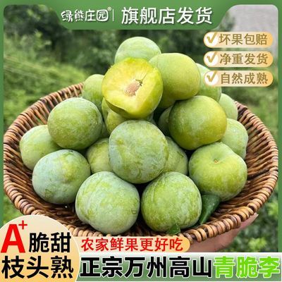 重庆万州青脆李分水本地李子新鲜正品脆李空心李子现摘土李子净重