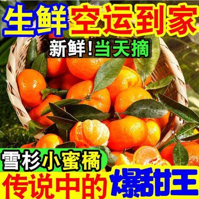 【爆甜】现摘雪杉小蜜桔超甜薄皮砂糖橘子当季新鲜水果沙糖桔子