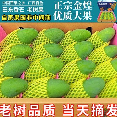 广西百色正宗芒果金煌芒整箱应季热带批发当季特大号大青芒一整箱