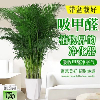 正宗富贵椰子树四季常青大型绿植盆栽客厅室内办公室散尾葵凤尾竹