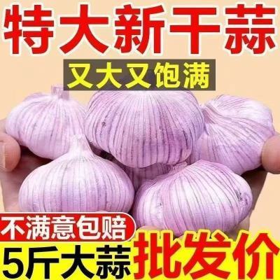 【新干蒜】今年农家干大蒜紫皮特大蒜王新鲜蒜头便宜批发特级干蒜