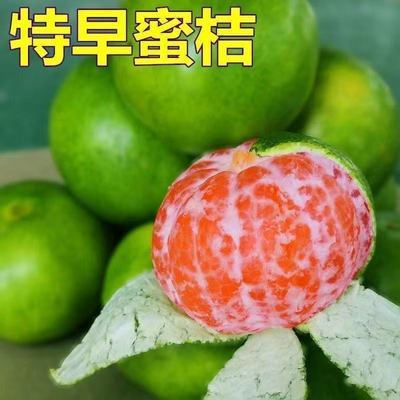【云南蜜桔】现摘现发青皮蜜橘原生态桔子孕妇桔子新鲜酸爽多汁