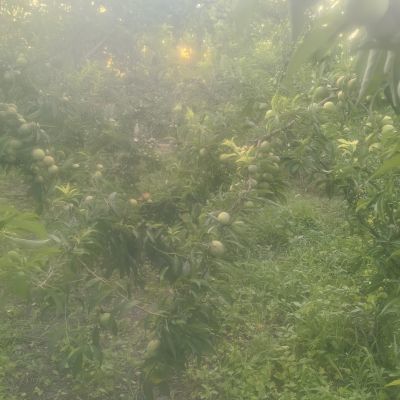 巫山脆李贵州毕节李老树子李子脱骨青脆酸甜孕妇水果新鲜包赔空心