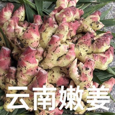 云南小黄姜新鲜嫩姜嫩姜芽现挖红芽仔姜土特产当季新鲜小黄姜