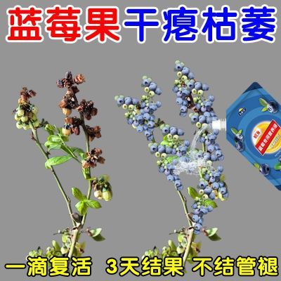干瘪枯萎】蓝莓专用肥促花促果防黄叶促发芽生长期挂果增甜水溶肥