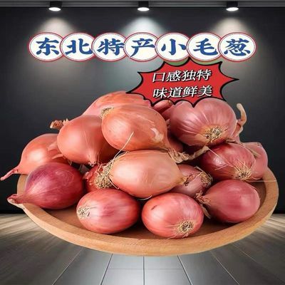 正宗东北毛葱头农家特产圆紫红葱头新鲜精选毛葱头四季食用小香葱