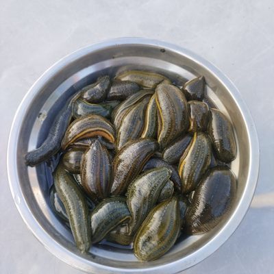 水蛭鲜活活虫无毒宽体金线金边蛭网红宠物养殖观赏