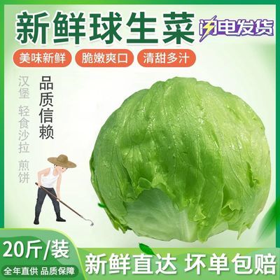 本地新鲜球生菜20斤圆生菜西生菜西餐汉堡火锅蔬菜沙拉食材即食