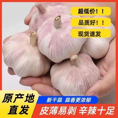 2025年正宗紫皮干大蒜新干蒜清仓批发原种大蒜头