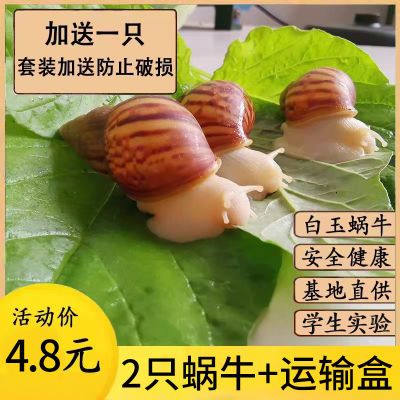 白玉蜗牛活幼体观赏宠物饲料饲养盒殖可食用下蛋科学实验教学套餐