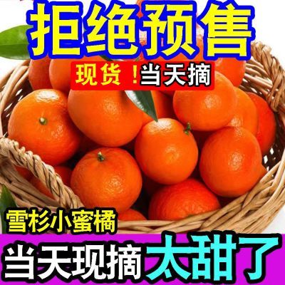 【现货】正宗雪杉蜜橘橘子当季新鲜柑橘水果桔子超甜蜜桔薄皮蜜橘