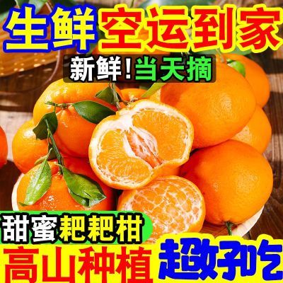 【当天摘】超甜四川耙耙柑粑粑柑春见丑橘当季新鲜水果丑八怪橘子