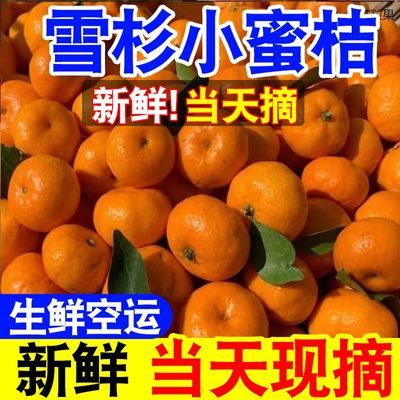 【现货】超甜正宗雪杉小蜜橘子当季新鲜孕妇水果无籽青皮蜜桔子
