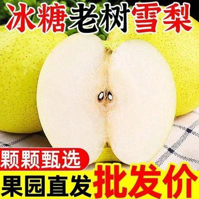 河北特产正宗雪梨新鲜雪花梨蒸煮冰糖雪梨水批发水果赵县雪梨整箱