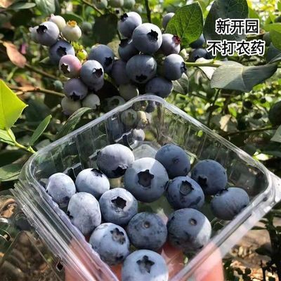 【顺丰/JD包邮】新鲜高山蓝莓鲜果现摘当季孕妇宝宝应季水果送