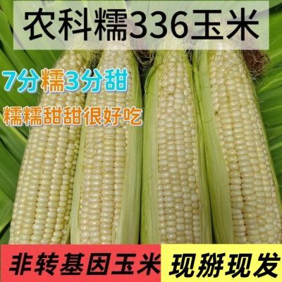 北京平谷农科院336玉米带皮非转基因新鲜糯玉米顺丰包邮秒带壳