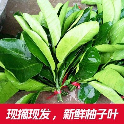 老树柚子新鲜叶去晦气祈福转运沐浴乔迁新居洗澡树叶青团广东柚叶