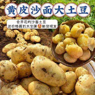 2025贵州土豆黄心土豆现挖黄皮马铃薯批发农家蔬菜正宗洋芋整箱