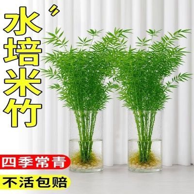 米竹观音竹水培水培植物盆栽懒人室内直发耐寒办公室桌摆四季常青