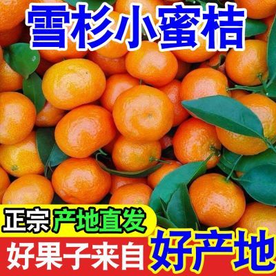 【现货当天摘】正宗雪杉小蜜橘子超甜当季新鲜水果无籽青皮蜜桔子