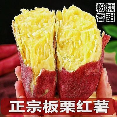 正宗陕西板栗红薯新鲜黄心地瓜沙地番薯农家蜜薯现挖香甜山芋批发